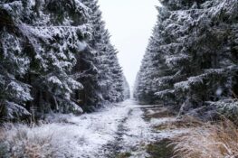 عودة محتملة للثلوج اليوم في جنوب بلجيكا وسط رياح قوية على الساحل